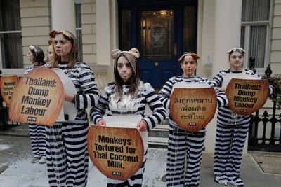 PETA Monkey Protest in London-stock-foto