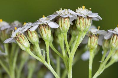 Gemeine Schafgarbe, Schafgarbe (Achillea millefolium), bluehend, Deutschland Yarrow, Common yarrow (Achillea millefolium-stock-foto