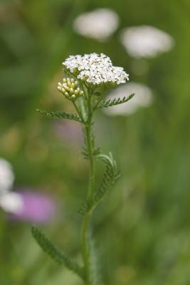 Wiesenschafgarbe, Wiesen-Schafgarbe, Gewoehnliche Schafgarbe, Gemeine Schafgarbe (Achillea millefolium), bluehend, Deuts-stock-foto