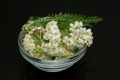 Gemeine Schafgarbe oder Gew?hnliche Schafgarbe, Achillea millefolium, Heilpflanze, die Heilkraft der Schafgarbe wird bei-stock-foto
