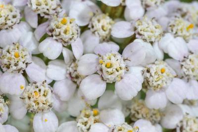 Gemeine Schafgarbe, Schafgarbe (Achillea millefolium), bluehend, Deutschland Yarrow, Common yarrow (Achillea millefolium-stock-foto