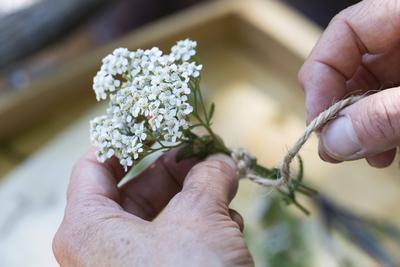 Wiesenschafgarbe, Wiesen-Schafgarbe, Gewoehnliche Schafgarbe, Gemeine Schafgarbe (Achillea millefolium), Schafgarbe-Stra-stock-photo