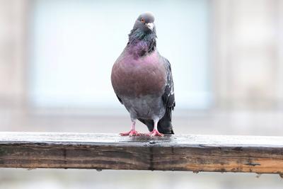 Taube in der Innenstadt von Siegen-stock-foto