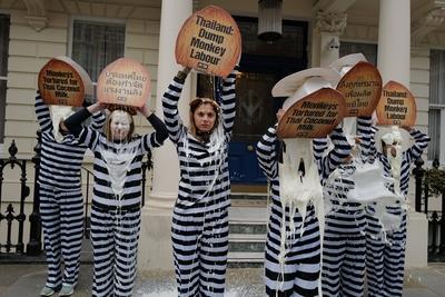 PETA Monkey Protest in London-stock-foto