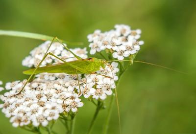 Gemeine Sichelschrecke Phaneroptera falcata Gemeine Sichelschrecke Phaneroptera falcata auf Gemeiner Schafgarbe Achillea-stock-foto