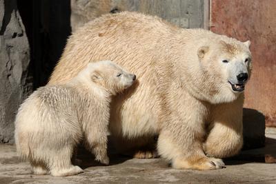 News - Eisb?ren Nachwuchs im Zoo Hannover. KLEINE EISB?RIN EROBERT YUKON BAY am 14.05.2020 mit seiner Eisb?rmutter Milan-stock-photo