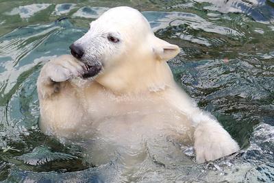 News - Eisb?ren Nachwuchs im Zoo Hannover. KLEINE EISB?RIN EROBERT YUKON BAY am 14.05.2020 mit seiner Eisb?rmutter Milan-stock-photo