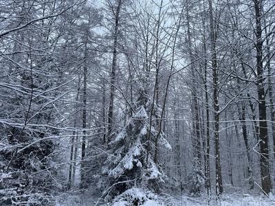 Oberlausitz - Erneuter Wintereinbruch in der Oberlausitz-stock-foto