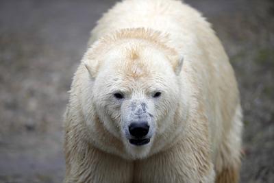20.03.2020, Zoo, Hannover, Eisbaerin Milana und ihre kleine Tochter betreten das Freigelaende und toben und schwimmen Ei-stock-foto