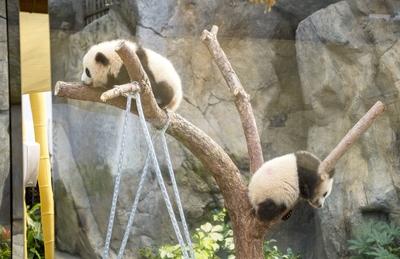 HONG KONG, CHINA - FEBRUARY 16: Hong Kong s first locally-born giant panda cubs Jia Jie and Xi Lao make their public deb-stock-foto