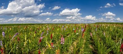 Panoramafoto eines Feldes mit bl?henden Gladiolen zum Selbstpfl?cken bei sommerlichem Wetter mit Sch?nwetterwolken am Hi-stock-photo