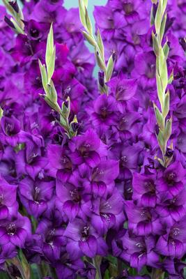 Gladiolus Purple Gladiolus close-up and in full flower Copyright: xZoonar.com/christopherxsmithx 18195192-stock-foto