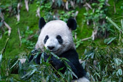 Giant Panda at Chongqing Zoo-stock-foto