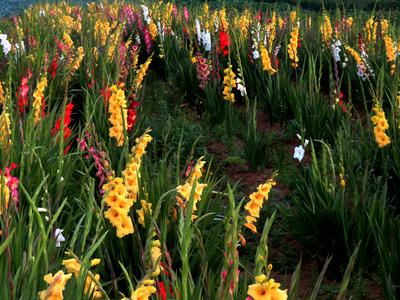 ...ein rundum schoener Anblick - diese vielfarbig bluehenden Gladiolen Gladiolenfeld vielfarbig *** an all-round beautif-stock-foto
