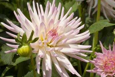 Garten Dahlie Gartendahlie Dahlia Stars Lady Dahlia Stars Lady Kaktus Dahlie Stars Lady georg-stock-foto