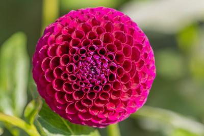 Rosa Dahlienbl?ten bl?hen in einem ?ffentlichen Garten. Nahaufnahme Dahlien , Tageslicht-stock-photo