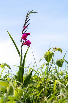 Common Gladiolus, Gladiolus communis L., growing wild in Devon Common Gladiolus, Gladiolus communis L., growing wild in-stock-foto