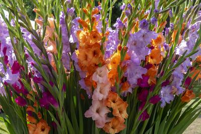Gladiolen (Gladiolus) Gladiolen (Gladiolus) Copyright: xZoonar.com/AnnaxReinertx 14401457-stock-photo
