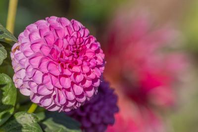 Rosa Dahlienbl?ten bl?hen in einem ?ffentlichen Garten. Nahaufnahme Dahlien , Tageslicht-stock-photo