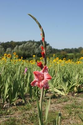 Gladiolus Gladiolus Copyright: xZoonar.com/PeterxHimmelhuberx 22179249-stock-foto