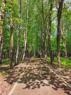 Beleuchteter Baumpfad im Park. Heller Fr?hlingspark am Morgen.-stock-photo