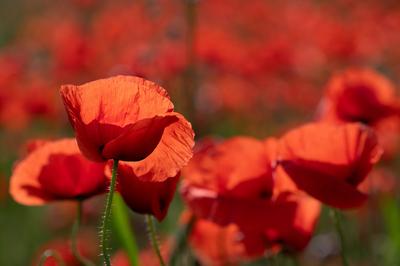 Rote wilde Mohnblumen wachsen in einem Mohnfeld. Die Sonne scheint durch die Bl?tenbl?tter. Der Hintergrund ist rot. Red-stock-photo