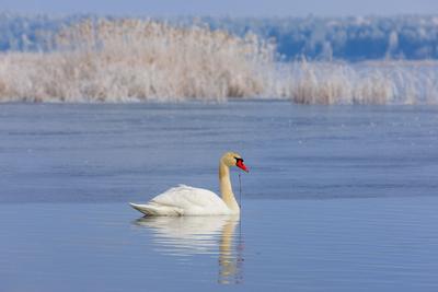 Winterwetter in Brandenburg-stock-foto