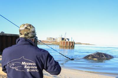 Toter Pottwal vor Sylt-stock-foto