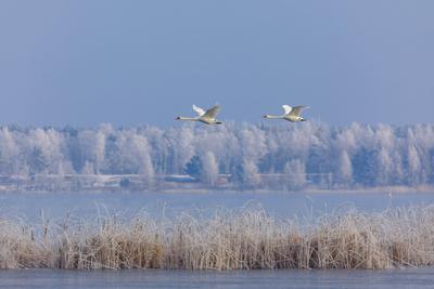 Winterwetter in Brandenburg-stock-foto