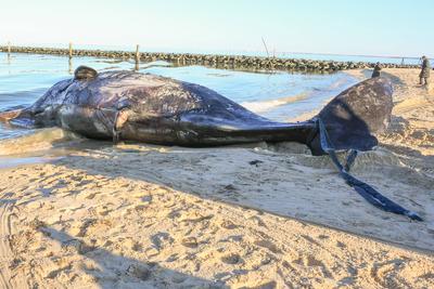 Toter Pottwal vor Sylt-stock-foto