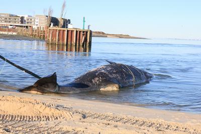 Toter Pottwal vor Sylt-stock-foto