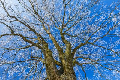 Winterwetter in Brandenburg-stock-foto