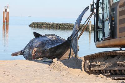 Toter Pottwal vor Sylt-stock-foto