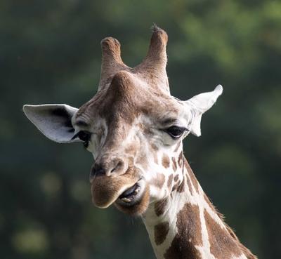 Berlin 01 10 2014 Tierpark Berlin Friedrichsfelde Bild Motiv Uganda Giraffe Max der jetzt in den Z-stock-foto