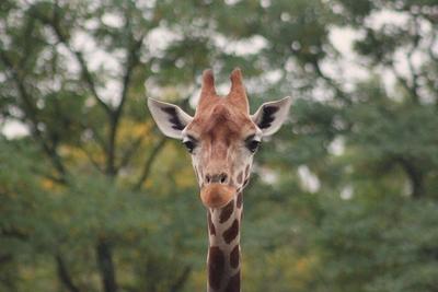 Berlin 03 09 2014 Tierpark Berlin Friedrichsfelde Bild Motiv Uganda Giraffe Max-stock-foto