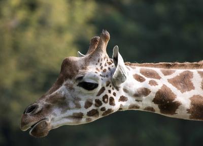 Berlin 01 10 2014 Tierpark Berlin Friedrichsfelde Bild Motiv Uganda Giraffe Max der jetzt in den Z-stock-foto