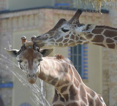 Freies Angebot Berlin 18 04 18 Zoologischer Garten Berlin Bild Motiv Giraffe Max mit dem Sender am-stock-foto