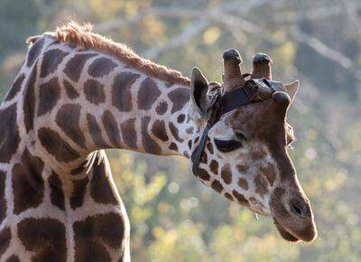 Berlin 15.11.22 Zoologischer Garten Berlin Rotschild Giraffen Bulle Max traegt einen sender um Daten auszuwerten *** Ber-stock-foto