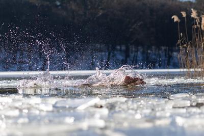 CREATIVE - Winter  in Berlin 2025-stock-photo