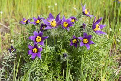 Echte Kuhschelle (Pulsatilla vulgaris) in Bl?te, im Naturschutzgebiet Wachtelberg, Wurzen, Sachsen, Deutschland *** Comm-stock-foto