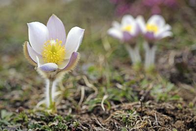Fruehlings-Kuechenschelle; Fruehlingskuechenschelle (Pulsatilla vernalis), bluehend, Italien, Suedtirol, Fanes Nationalp-stock-foto