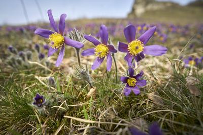 Kuhschellen bluehen am 20.03.2024 auf einer Magerwiese bei Bad Lauterberg in Niederschsen, Deutschland Pasqueflower blos-stock-foto