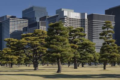 Kiefern im ?u?eren Garten des Kaiserpalastes mit hohen Geb?uden Wolkenkratzer Hintergrund, Tokio, Japan.-stock-foto