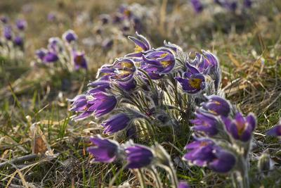 Kuhschellen bluehen am 19.03.2024 auf einer Magerwiese bei Bad Lauterberg in Niederschsen, Deutschland Pasqueflower blos-stock-foto