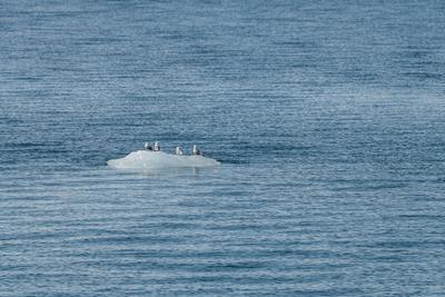 F?nf Dreizehenm?wen sitzen auf einem Eisberg im Prince William Sound, Alaska, USA-stock-foto