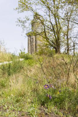 Echte Kuhschelle (Pulsatilla vulgaris) in Bl?te im Naturschutzgebiet Wachtelberg, im Hintergrund der Aussichtsturm, Wurz-stock-foto