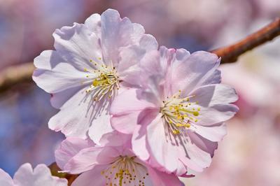 Creative Highlights World Kirschbl?te in Park am Planetarium in Berlin-Prenzlauer Berg. / Cherry blossom in park near pl-stock-photo