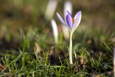 Fr?hlingserwachen: Krokusse bl?hen in der Februarsonne, Ende Februar k?ndigen die ersten Krokusse mit ihrer Farbenpracht-stock-foto