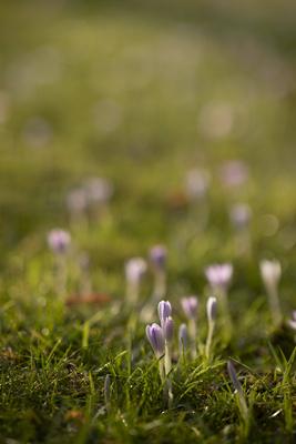 Fr?hlingserwachen: Krokusse bl?hen in der Februarsonne, Ende Februar k?ndigen die ersten Krokusse mit ihrer Farbenpracht-stock-foto