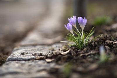 Fr?hlingserwachen: Krokusse bl?hen in der Februarsonne, Ende Februar k?ndigen die ersten Krokusse mit ihrer Farbenpracht-stock-foto